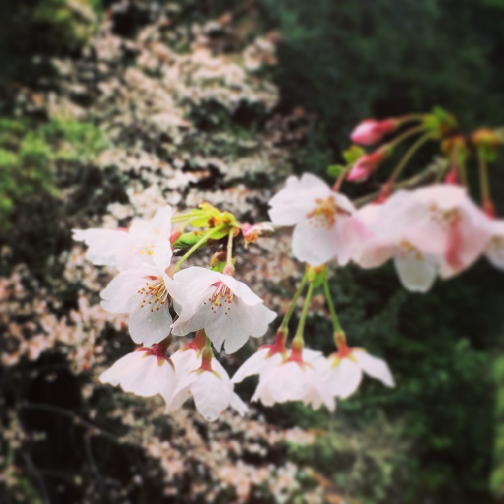 もう春ですね 宮島 おすすめの桜の名所を散策してきました ホテル宮島別荘 若旦那 武内智弘blog